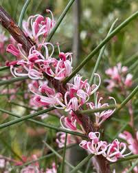 Hakea Sericea (Silky Hakea)