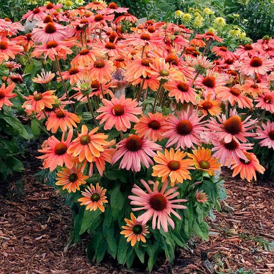 Echinacea Purpurea 'Revelation Coral' (Revelation Coral Coneflower)
