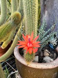 Cleistocactus Winteri (Golden Rat Tail Cactus)
