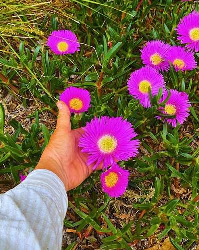 Carpobrotus glaucescens (CAR10) 'Aussie Rambler™' (Pig Face)