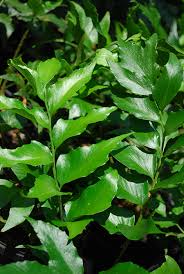 Cyrtomium Falcatum (Holly Fern)
