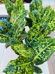 Dieffenbachia 'Reflector' (Reflector Dumb Cane)