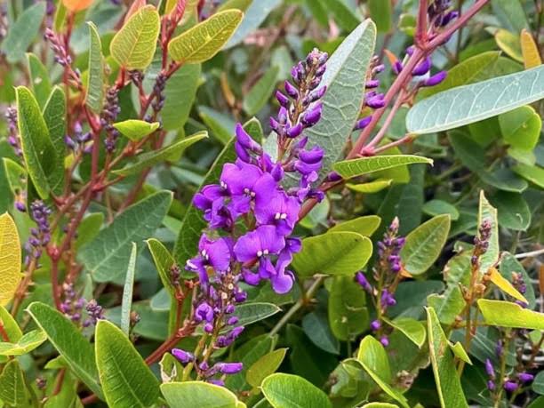 Hardenbergia violacea 'Mini Ha Ha' (Mini Ha Ha Native Sarsaparilla)