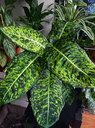 Dieffenbachia 'Reflector' (Reflector Dumb Cane)