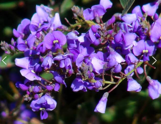 Hardenbergia violacea 'Mini Ha Ha' (Mini Ha Ha Native Sarsaparilla)
