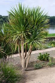 Cordyline Australis (Cabbage Tree)