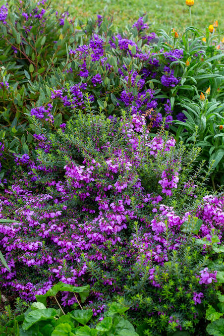 Hardenbergia violacea 'Mini Ha Ha' (Mini Ha Ha Native Sarsaparilla)