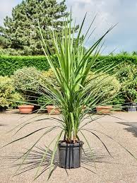Cordyline Australis (Cabbage Tree)