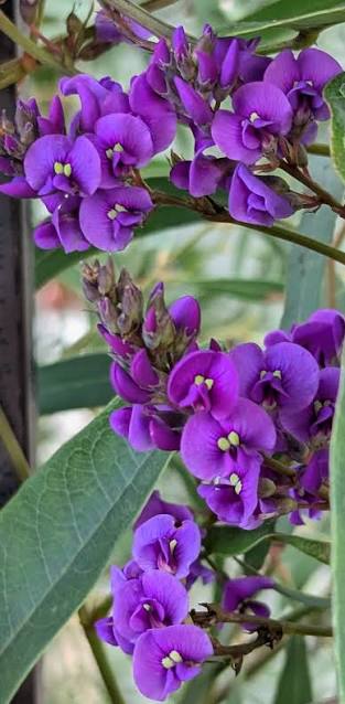 Hardenbergia violacea 'Royal Flush' (Royal Flush Native Sarsaparilla)