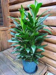 Cordyline Fruticosa 'Glauca' (Glauca Ti Plant)