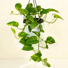Epipremnum Aureum 'Jade' (Jade Pothos / Devil's Ivy Hanging Basket)