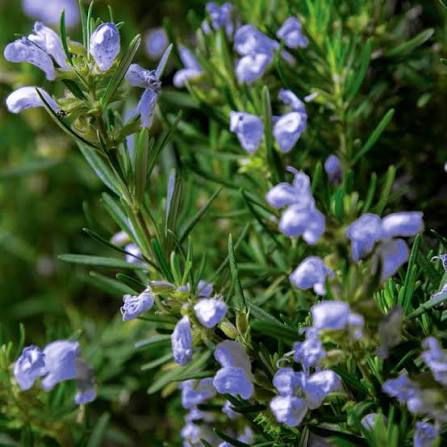 Rosmarinus officinalis 'Chefs Choice™' (Chefs Choice Rosemary)