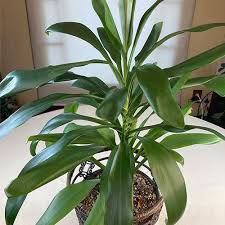 Cordyline Fruticosa 'Glauca' (Glauca Ti Plant)