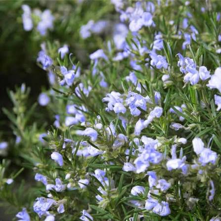Rosmarinus officinalis 'Chefs Choice™' (Chefs Choice Rosemary)