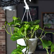 Epipremnum Aureum 'Jade' (Jade Pothos / Devil's Ivy Hanging Basket)
