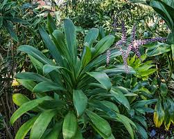Cordyline Fruticosa 'Glauca' (Glauca Ti Plant)