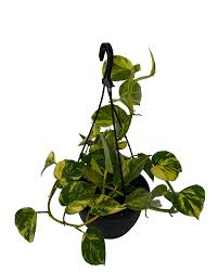 Epipremnum Aureum 'Jade' (Jade Pothos / Devil's Ivy Hanging Basket)