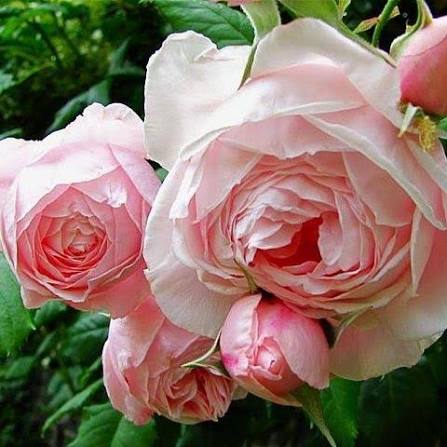 Rosa 'Nahema' (Nahema Climbing Rose)
