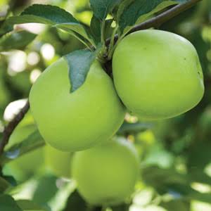 Malus Domestica 'Leprechaun' (Dwarf Granny Smith Apple)