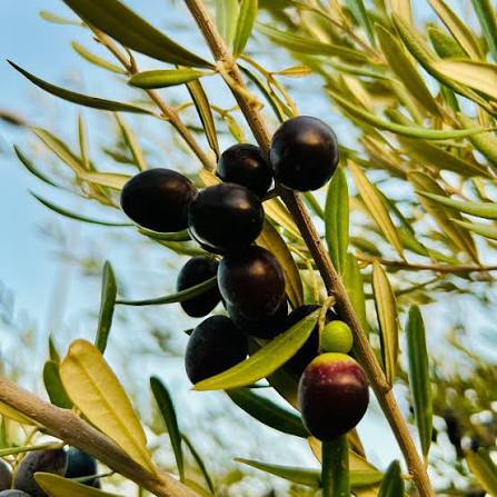 Olea europaea ‘Koronieiki’ (Koroneiki Olive)