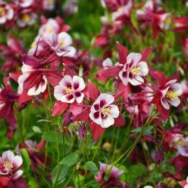 Aquilegia vulgaris 'Earlybird Red & White' (Earlybird Red & White Columbine)