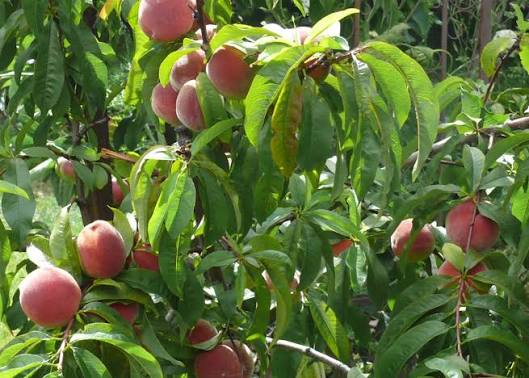 Prunus Persica 'Fragar' (Fragar Peach)