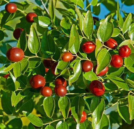 Ziziphus jujuba 'Li' (Li Jujube)