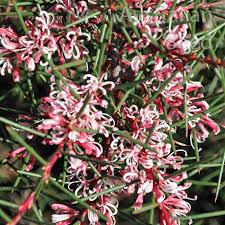 Hakea Sericea (Silky Hakea)