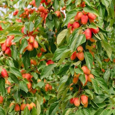 Malus 'John Downie' (John Downie Crab Apple)