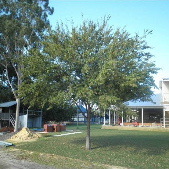Ulmus Parvifolia 'Yarralumla' (Yarralumla Chinese Elm)