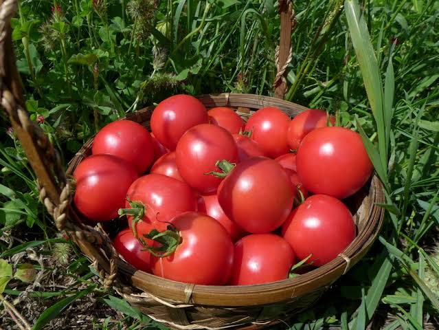 Lycopersicon 'Canabec Super' (Canabec Super Tomato)