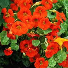 Tropaeolum majus 'Alaska' (Alaska Nasturtium)