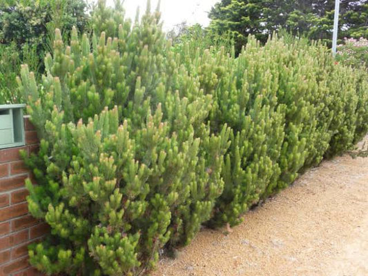 Adenanthos sericeus (Woolly Bush)