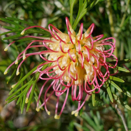 Grevillea ‘Flora Mason’ (Flora Mason Grevillea)