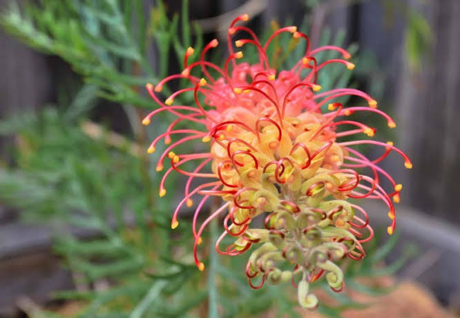 Grevillea 'Majestic' (Majestic Grevillea)