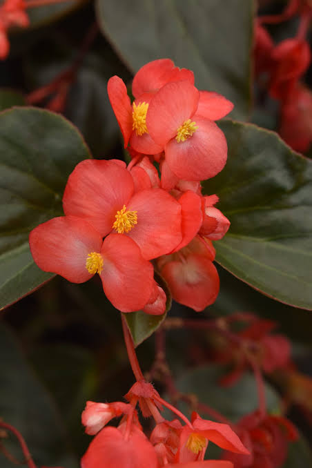 Begonia × hybrida ‘Dragon Wing Red’ (Dragon Wing Red Begonia)