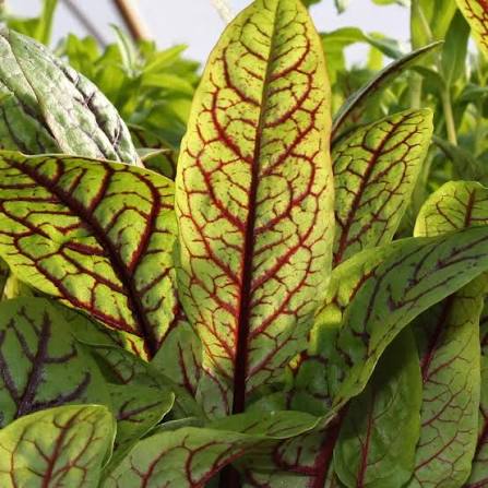 Rumex sanguineus (Red Vein Sorrel)