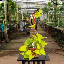 Epipremnum Aureum 'Neon' (Neon Pothos Hanging Basket)