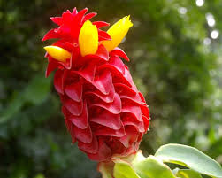 Costus Comosus var. Bakeri (formerly Costus Barbatus) (Red Button Ginger)