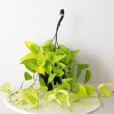 Epipremnum Aureum 'Neon' (Neon Pothos Hanging Basket)