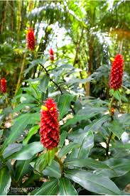 Costus Comosus var. Bakeri (formerly Costus Barbatus) (Red Button Ginger)