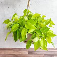 Epipremnum Aureum 'Neon' (Neon Pothos Hanging Basket)