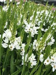 Ornithogalum 'White Princess' (Star of Bethlehem)