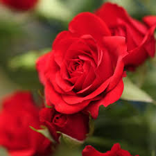 Rosa 'Satchmo' (Standard) (Satchmo Standard Floribunda Rose)