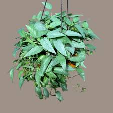 Epipremnum Aureum 'Jade' (Jade Pothos / Devil's Ivy Hanging Basket)