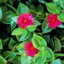 Aptenia Cordifolia 'Rosea' (Rosea Baby Sunrose)