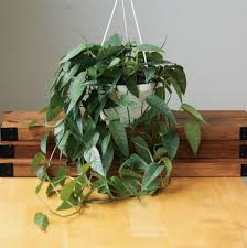 Epipremnum Aureum 'Jade' (Jade Pothos / Devil's Ivy Hanging Basket)
