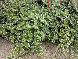 Ficus Pumila 'Ice Caps' (Ice Caps Creeping Fig)