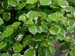 Ficus Pumila 'Ice Caps' (Ice Caps Creeping Fig)