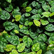 Ficus Pumila 'Minima' (Miniature Creeping Fig)